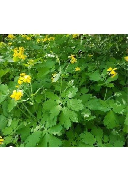 Kırlangıç Otu (Chelidonium majus) ve Sağlığa Faydaları
